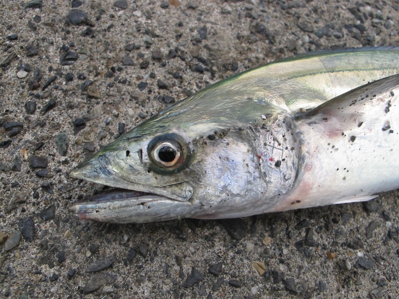 湾内で サゴシ釣れてるみたいです 小浜 ジギング エギング フリースタイル 湾内で サゴシ釣れてるみたいです 小浜 ジギング エギング フリースタイル