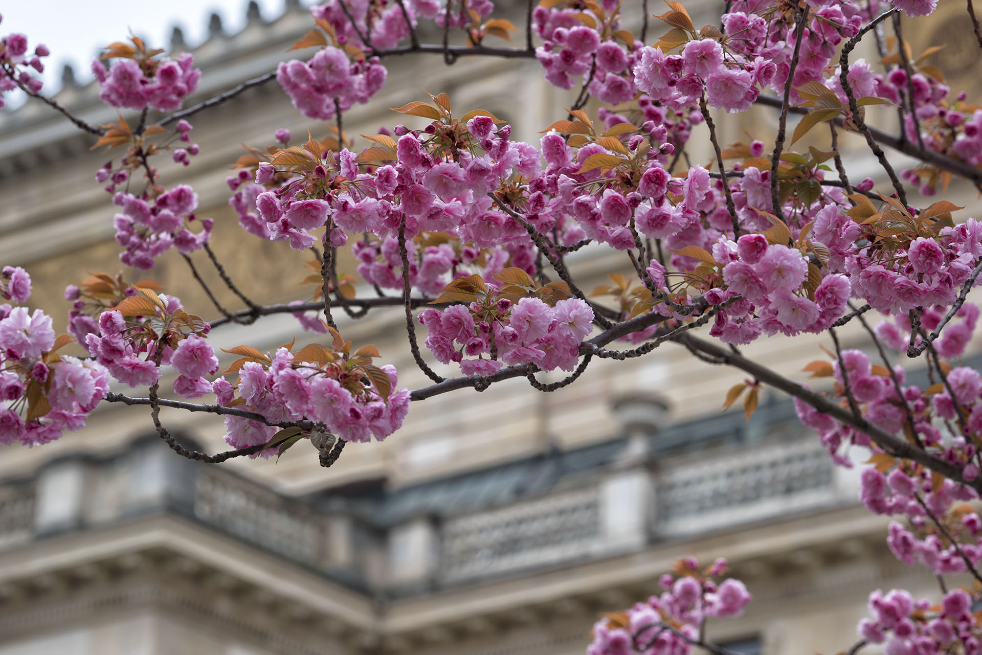 ドイツの桜 21 Alte Oper 星とドイツのブログ