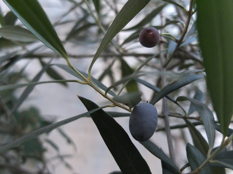 olive03