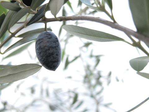 olive02