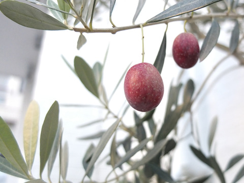 olive01