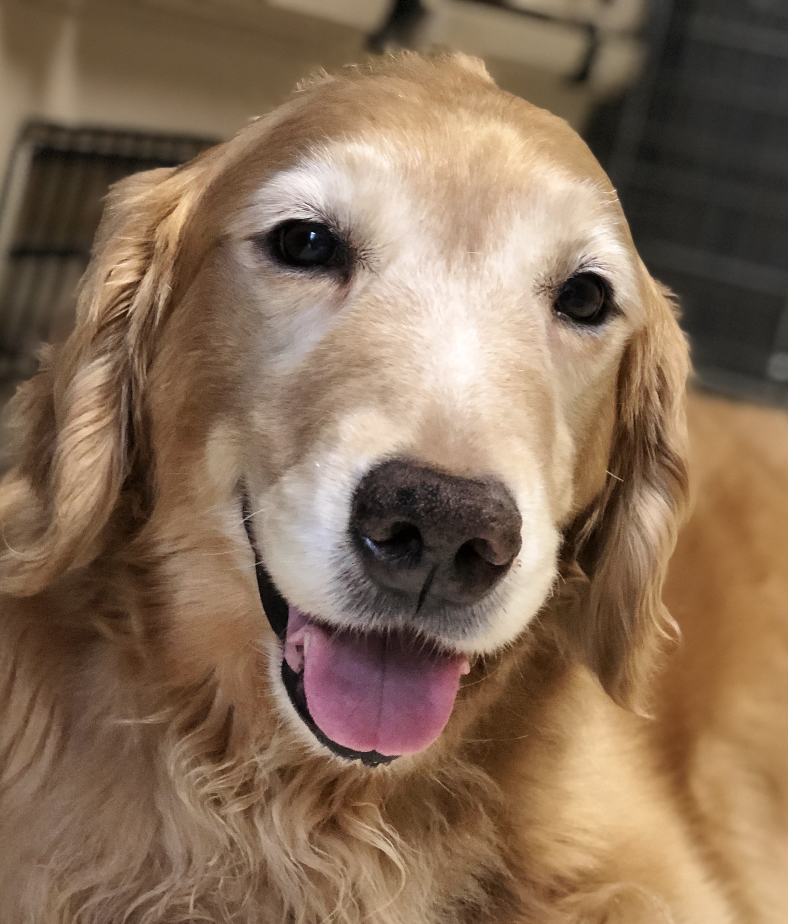 べべちゃん ゴールデンレトリーバー Spaces Jp