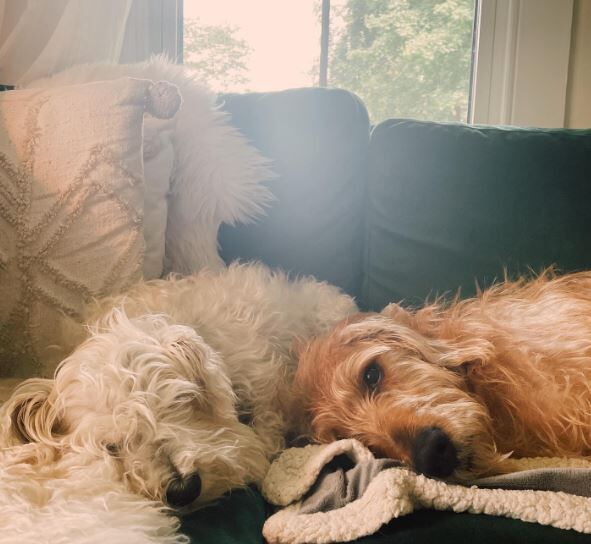 Suleika Jaouad pet dogs