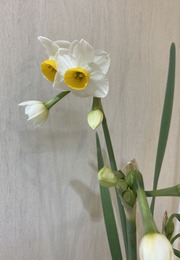2024.01.28スイセン