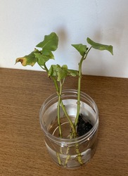 2025.01.26サツマイモ水耕