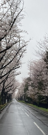 2023.03.23さくら