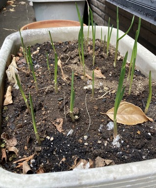2023.01.14にんにくの芽