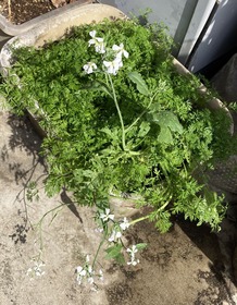 2026.05.10かいわれ大根の花