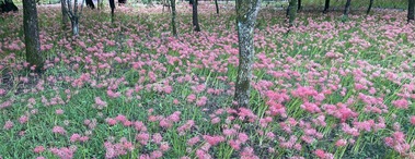 2024.10.07巾着田曼珠沙華1