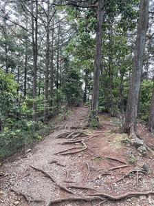 IMG_4768