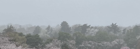 2023.03.23花霞