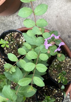 2025.08.09サルスベリの花