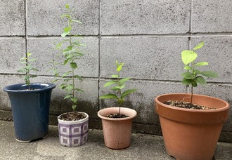 2024.07.28柿の木鉢植え