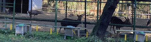 2024.01.06香取神宮鹿苑