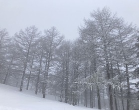 2025.02.02入笠山サルオガセ