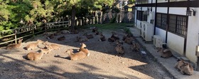 2024.05.06茶店裏の鹿たち