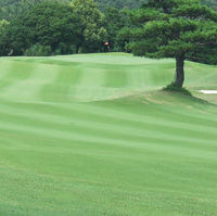 golf13