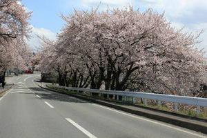 sakura1