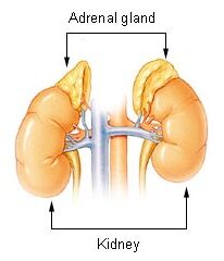 Illu_adrenal_gland