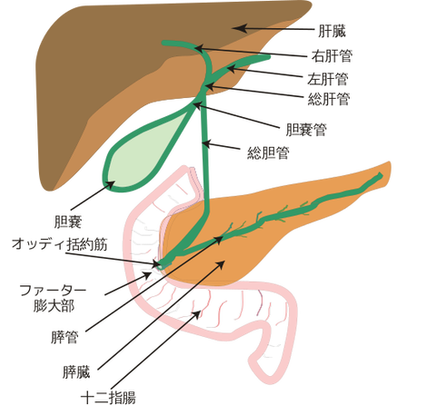 525px-Biliary_system_new-ja.svg