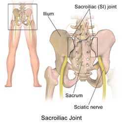 250px-Sacroiliac_Joint