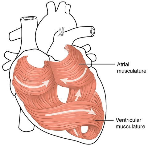 800px-2006_Heart_Musculature