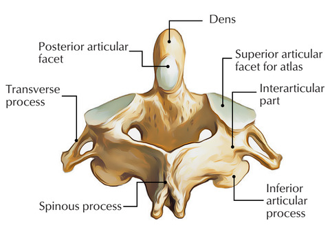 Axis-C2-Components-posterior