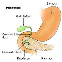 200px-Illu_pancrease