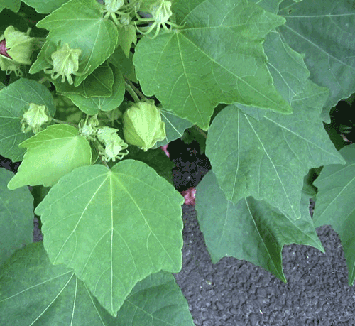 Hibiscus_mutabilis_leaves156431