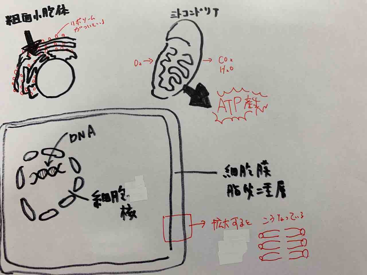 言語聴覚士国家試験過去問 1-20 これさえあれば合格 『匿名配送』 割引