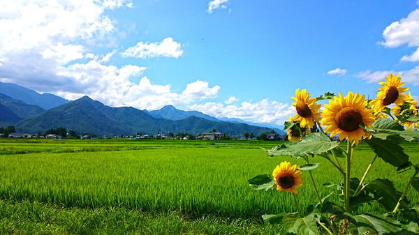 クソ暑いから夏の風景撮ってきたンゴ!!(※画像あり) : 最速NEWS!JAP!