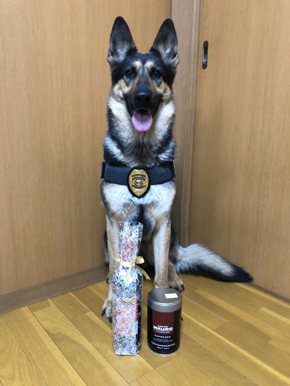 狩猟シーズンに備えて日本唯一の銃猟従事者と猟犬のための救命法講習が大好評です Tacmedaブログ 有事医療を考える