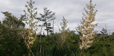 IMG_20200518_084917