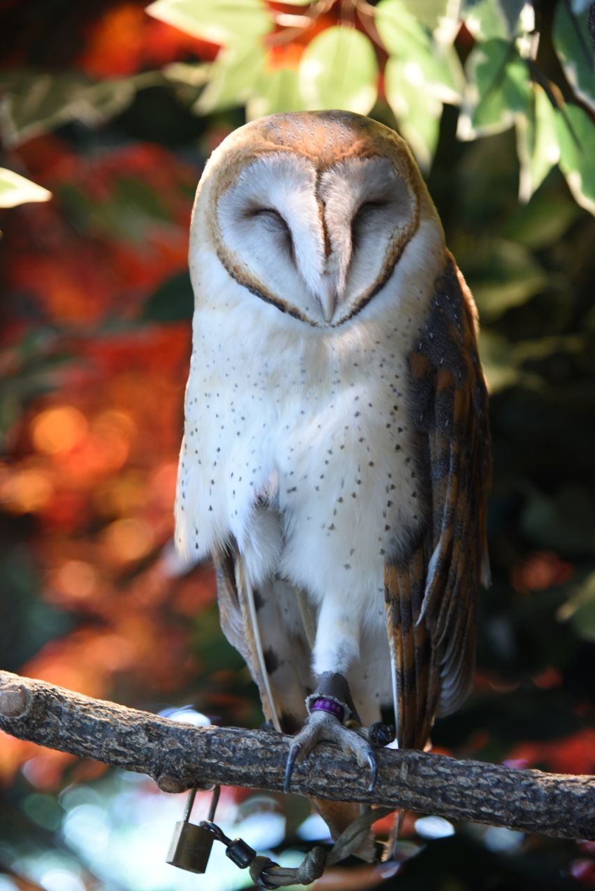 フクロウのオンパレード フクロウの森 鎌倉 Spica 7のblog