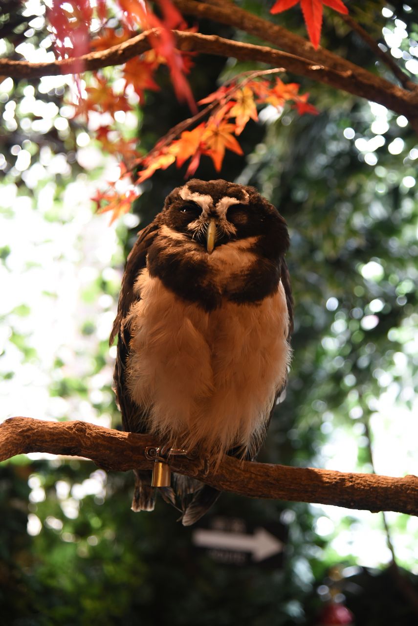 フクロウのオンパレード フクロウの森 鎌倉 Spica 7のblog