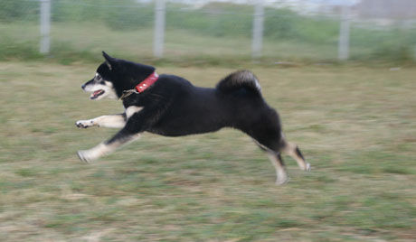いろんなモノが走っちゃう 大阪マラソン 黒柴犬 スピカの日記 いろんなモノが走っちゃう 大阪マラソン 黒柴犬 スピカの日記