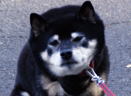 変顔というか イマイチの顔 黒柴犬 スピカの日記