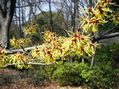 まんさくの花 Spice00のブログ