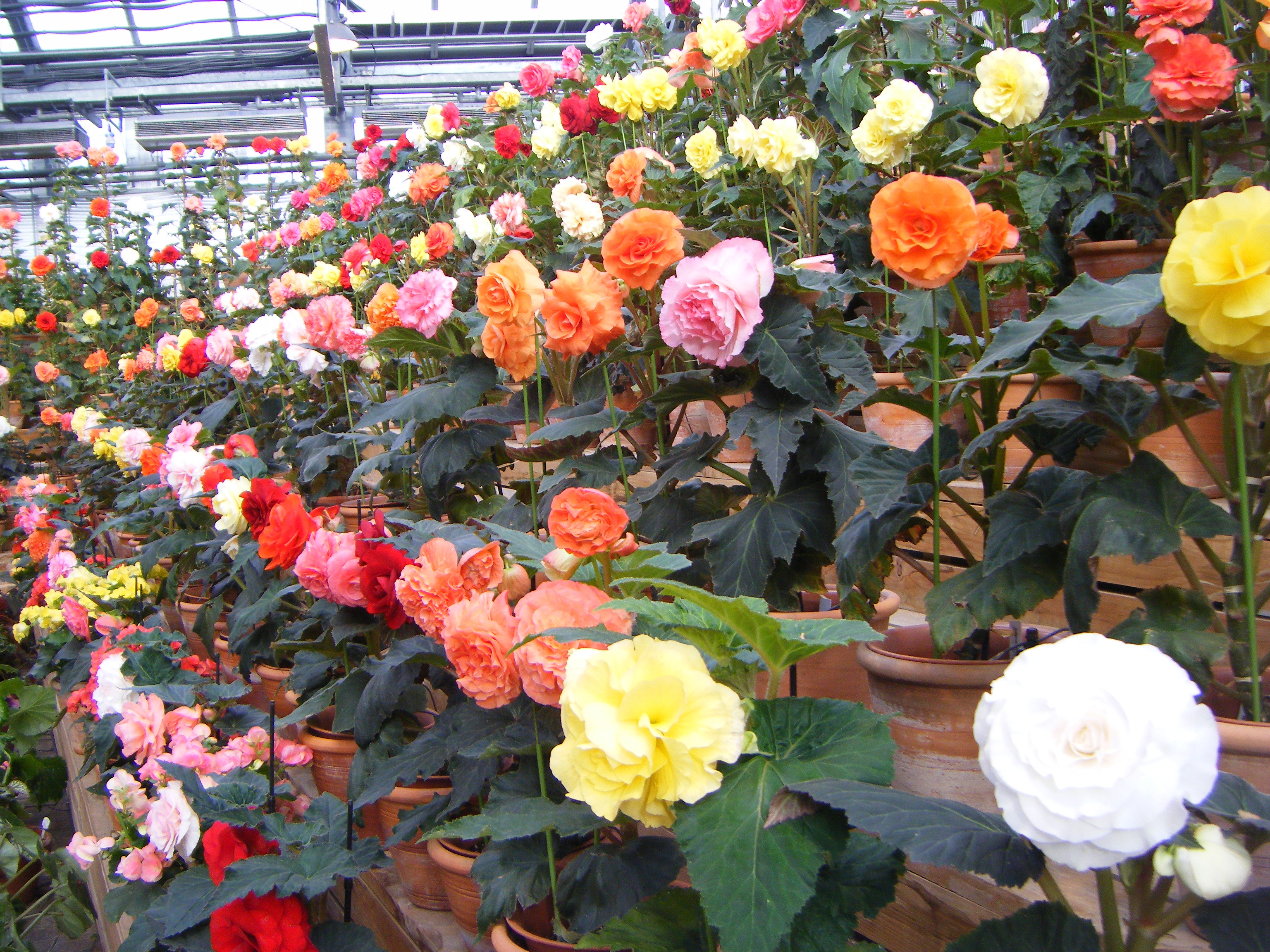 日本一美しいベゴニアガーデン Spice00のブログ