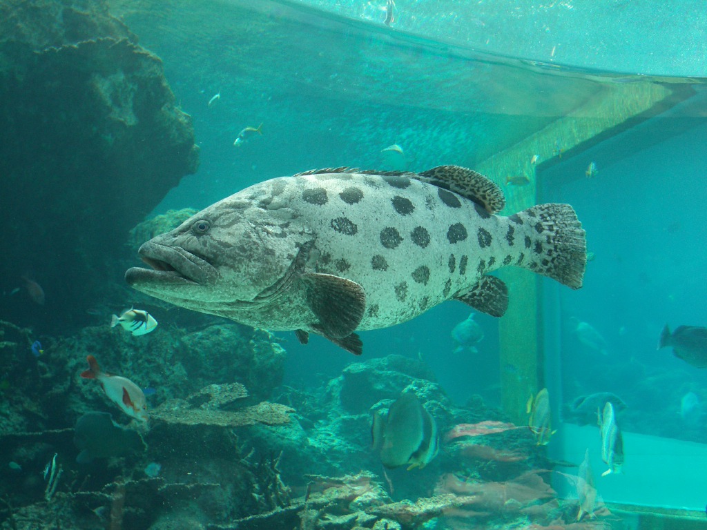 沖縄美ら海水族館 はいさい沖縄旅遊記 ２ １ 狼は急がない