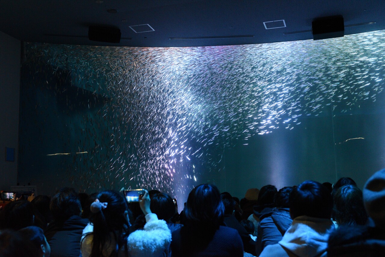 名古屋港水族館 狼は急がない 名古屋港水族館 狼は急がない