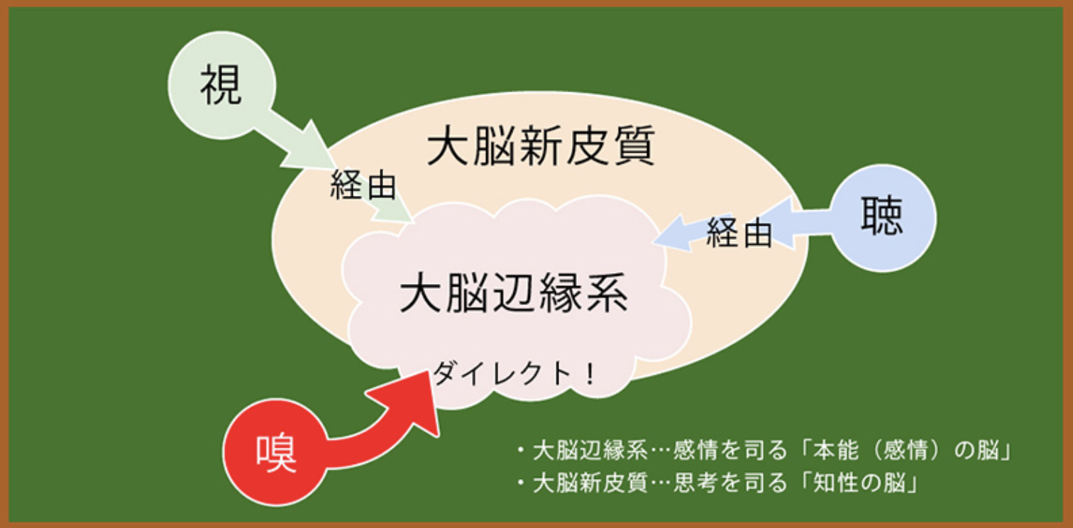 辺 系 大脳 縁
