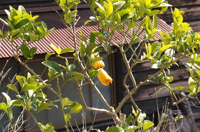 藍川京 の部屋 円覚寺 １ もう三葉躑躅が Livedoor Blog ブログ