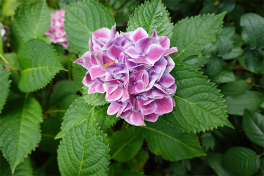 DSC08454_R