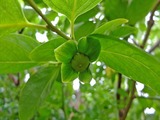 DSCF8069_R