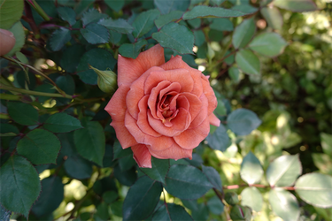 DSC06726_R