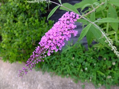 DSCF7527_R