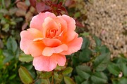 DSCF3131_R