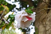 DSCF2317_R