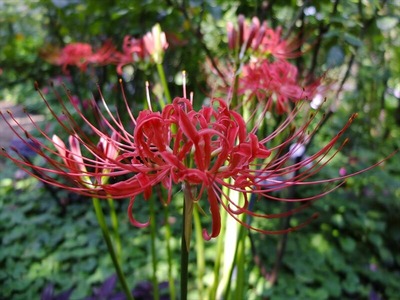 DSCF5429_R